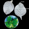 Hydrangea leaves B